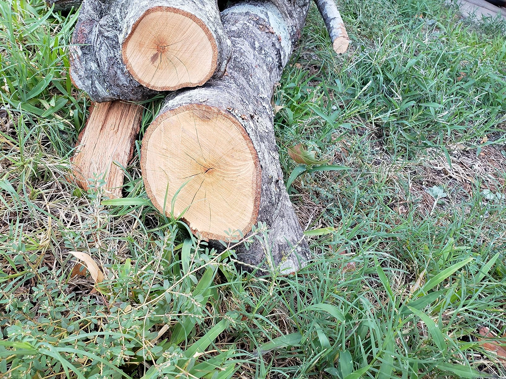 CRAFTSMAN Electric Chainsaw, 16 Inch, 12 Amp Corded Chain Saw Electric, Ergonomic, Powerful Motor (CMECS600) customer photo 1