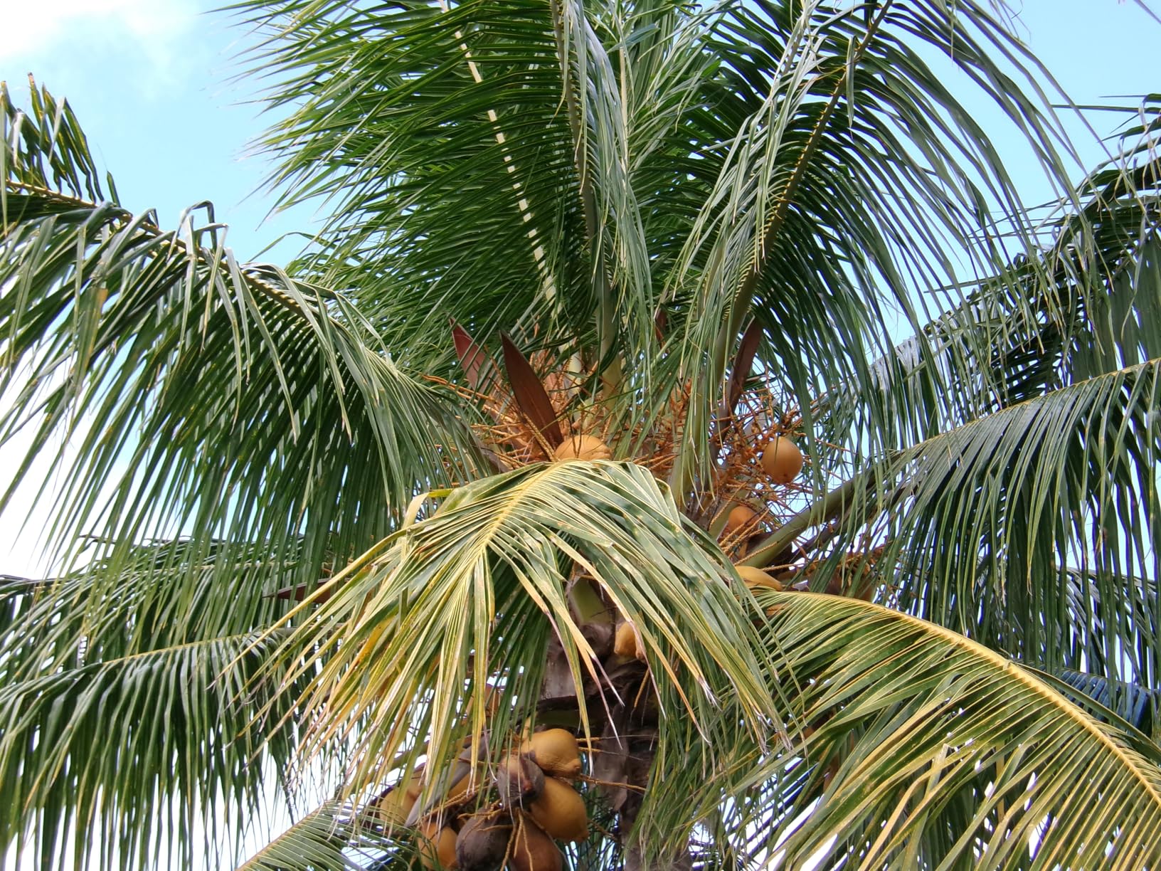 Kodak PIXPRO Friendly Zoom FZ45-BK 16MP Digital Camera with 4X Optical Zoom 27mm Wide Angle and 2.7