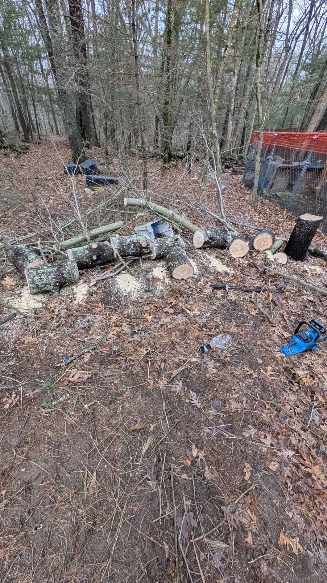 SEESII 40V 16-Inch Cordless Chainsaw: Brushless Electric Chain Saws with 2×4.0Ah Batteries & Charger, Tool-Free Chain Tension, Auto Oiling, for Tree Trimming, Wood Cutting, Yard Work customer photo 1