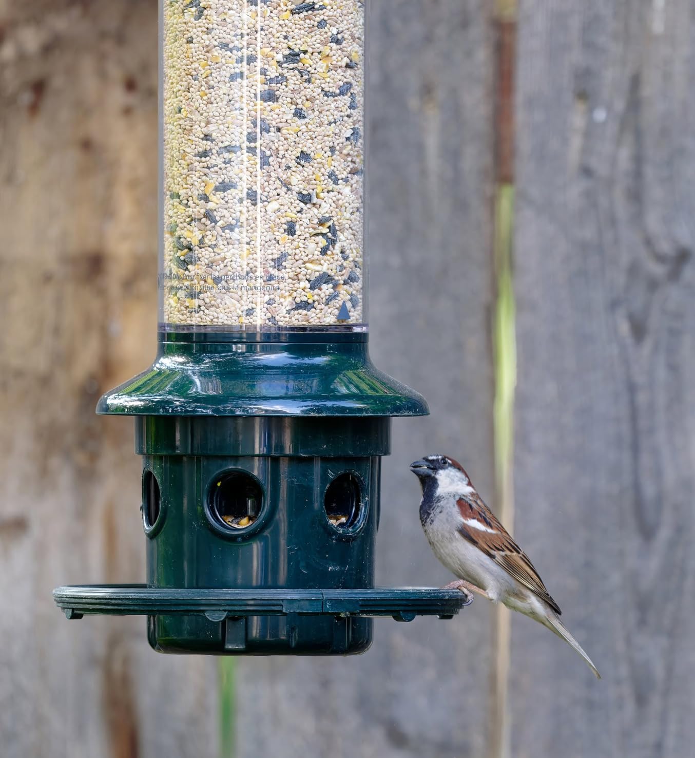 Squirrel Buster Plus Squirrel-proof Bird Feeder w/Cardinal Ring and 6 Feeding Ports, 5.1-pound Seed Capacity, Adjustable, Pole-mountable, Green customer photo 2