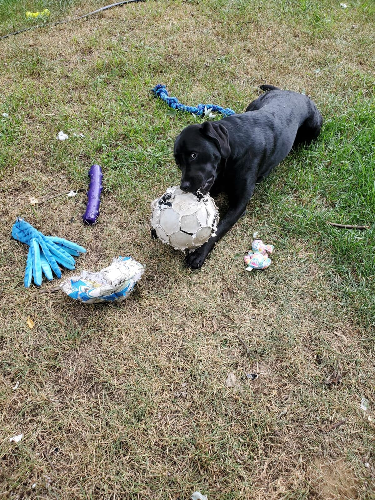 WILSON Traditional Soccer Balls customer photo 2