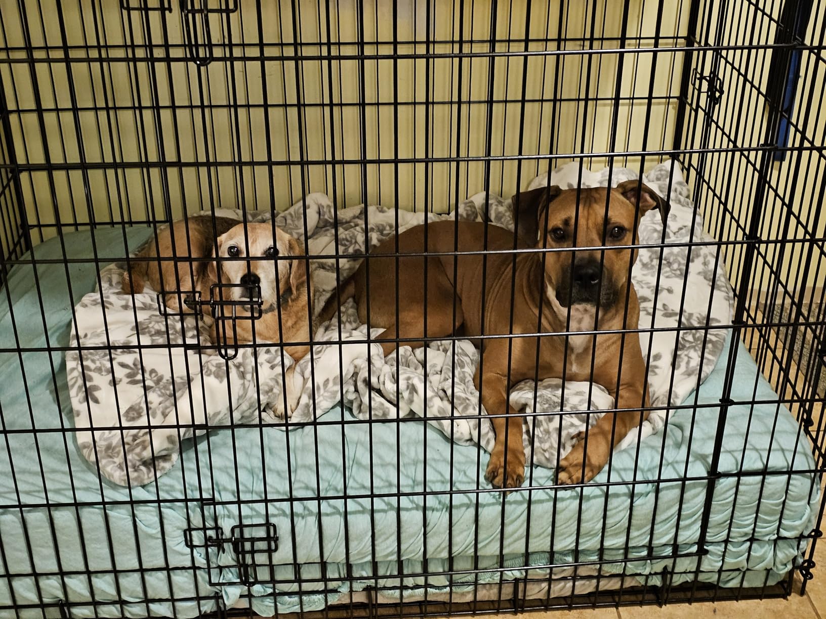 Midwest 36-Inch Double Door iCrate, for Medium-Large Breeds, 41-70 lbs | Folding Dog Crate with Divider Panel, Leak-Proof Tray & Secure Latches, Portable, Durable & Easy to Assemble customer photo 2