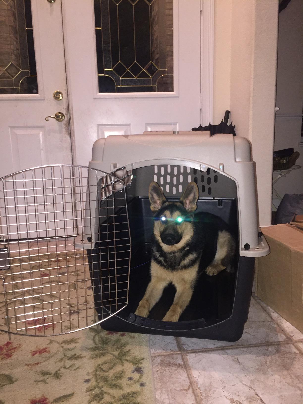 Petmate Ultra Vari Dog Kennel 40in, Medium to Large Dogs 70 to 90lbs | A Heavy Duty Crate for Travel, Made in USA customer photo 1