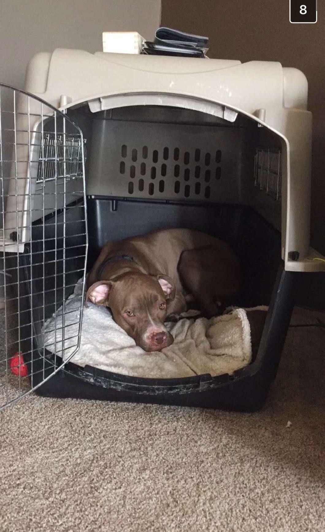 Petmate Ultra Vari Dog Kennel 40in, Medium to Large Dogs 70 to 90lbs | A Heavy Duty Crate for Travel, Made in USA customer photo 2