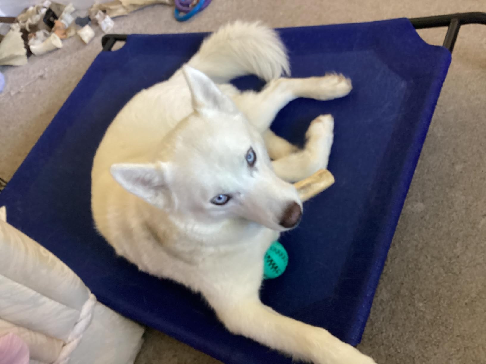 Coolaroo Original Elevated Dog Bed - Breathable Off-The-Ground Pet Bed with Cooling Fabric, Joint Relief & Moisture-Resistant Fabric, 100% Recyclable, Easy Clean, Grey, Medium customer photo 2