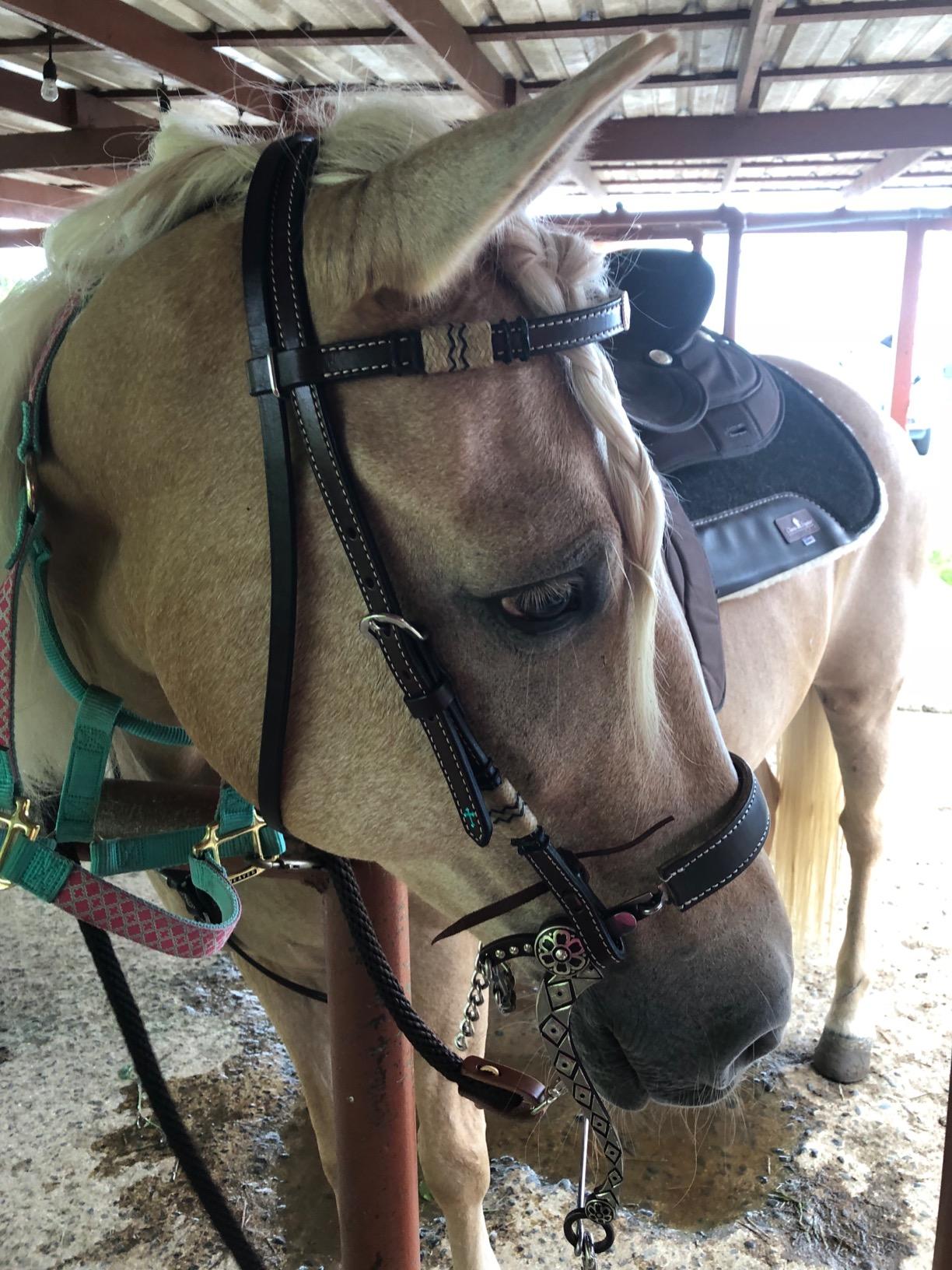 King Series Eclipse by Tough1 Round Skirt Competition Saddle customer photo 1