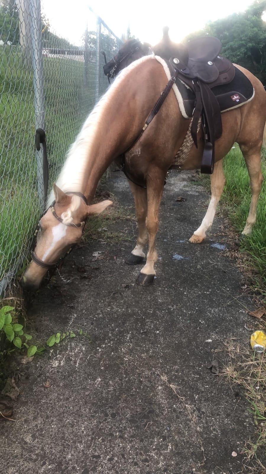 King Series Eclipse by Tough1 Round Skirt Competition Saddle customer photo 2