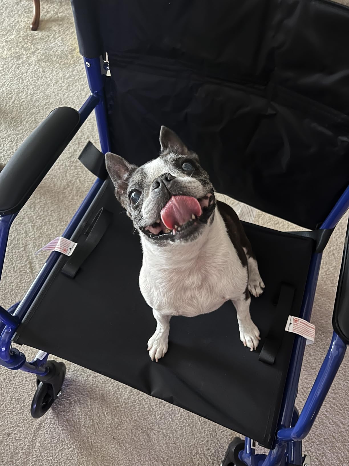 Medline Ultra Lightweight Transport Wheelchair for Adults, Foldable, 19-Inch Seat Width, Blue Frame, Black Upholstery customer photo 1