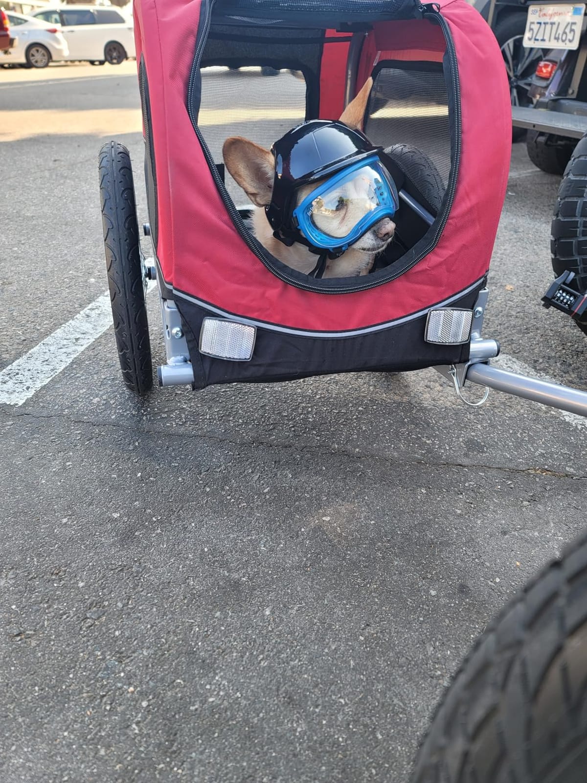 TRIXIE Medium Dog Bike Trailer - Foldable Pet Bicycle Trailer for Dogs up to 48lbs customer photo 2