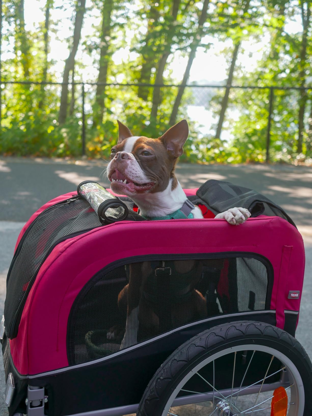 TRIXIE Dog Trailer for Bicycles, Dog Bike Trailer for Small Dogs up to 33 lbs, Quick Set-up and Fold Down, Red customer photo 2