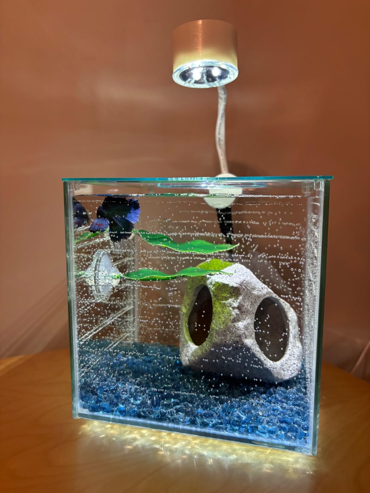 Marina CUBUS Glass Betta Kit - Elegant Glass Aquarium for Homes or Offices customer photo 2