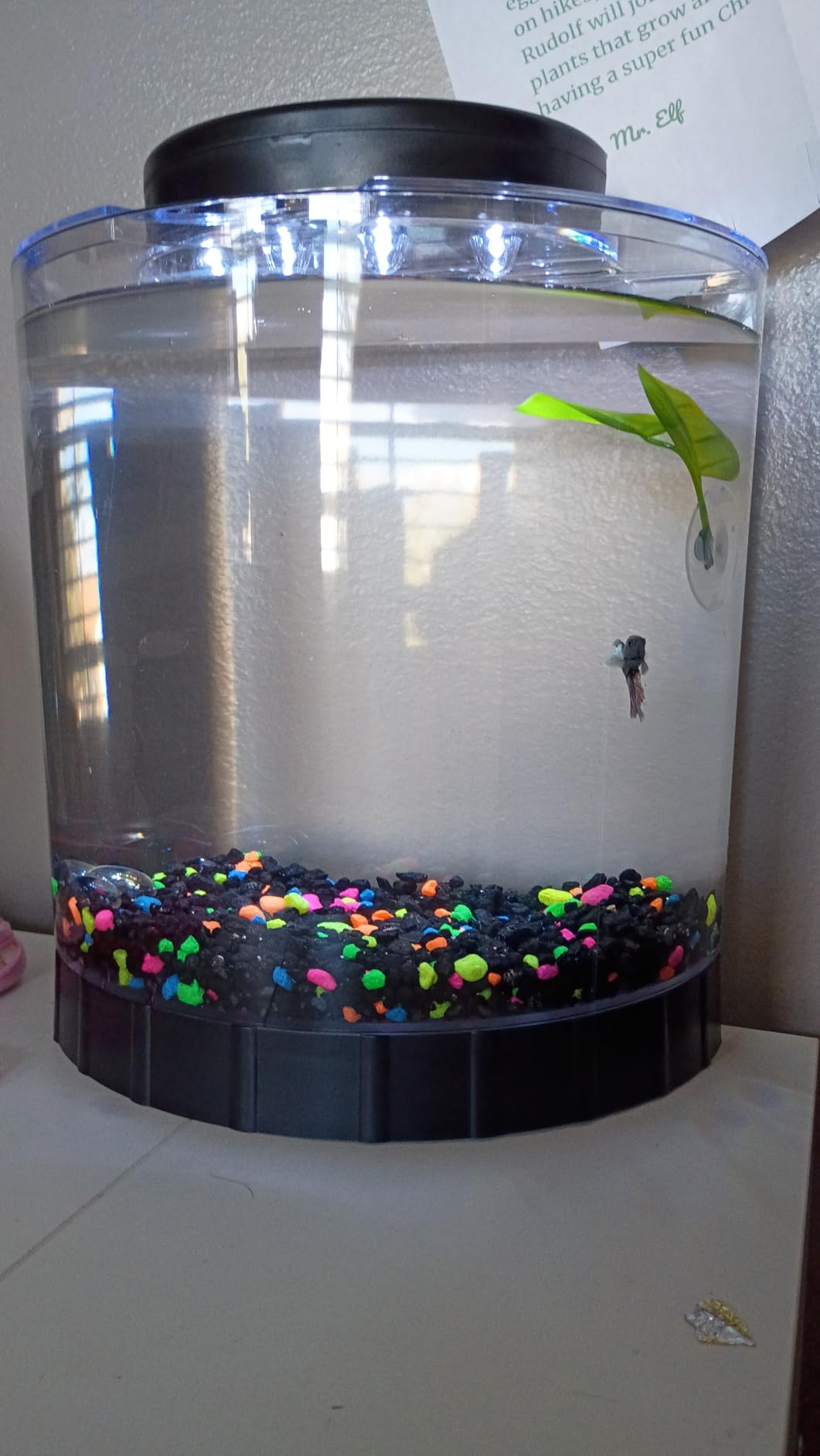 Tetra LED Half Moon 1.1 Gallon Fish Tank Kit for Betta Fish | Aquarium Kit Includes Moveable LED Light and 1.1 Gallon Acrylic Tank customer photo 2