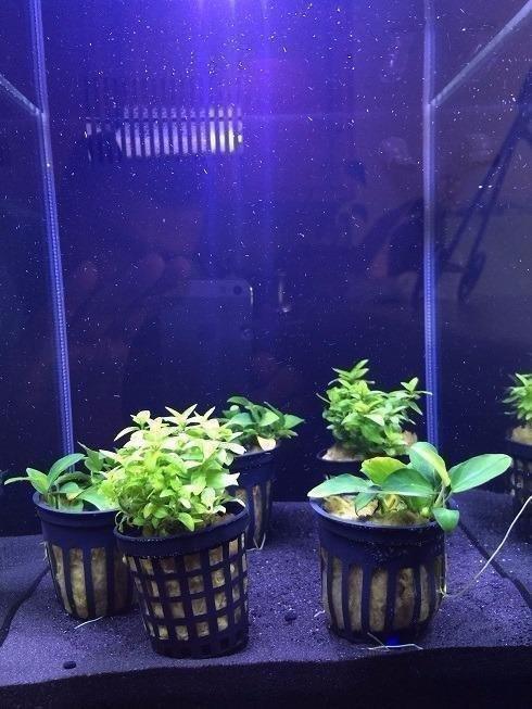 Fluval SPEC Aquarium Kit with LED Lighting and 3-Stage Filtration System, 5-Gallon customer photo 1