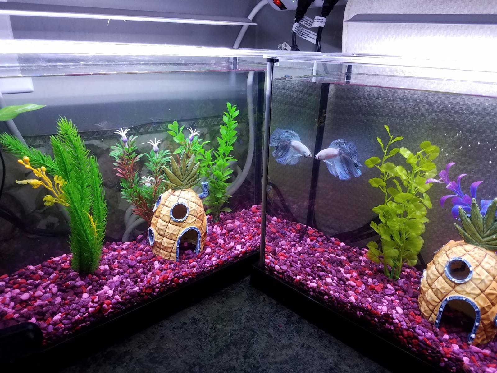 Fluval SPEC Aquarium Kit with LED Lighting and 3-Stage Filtration System, 5-Gallon customer photo 2