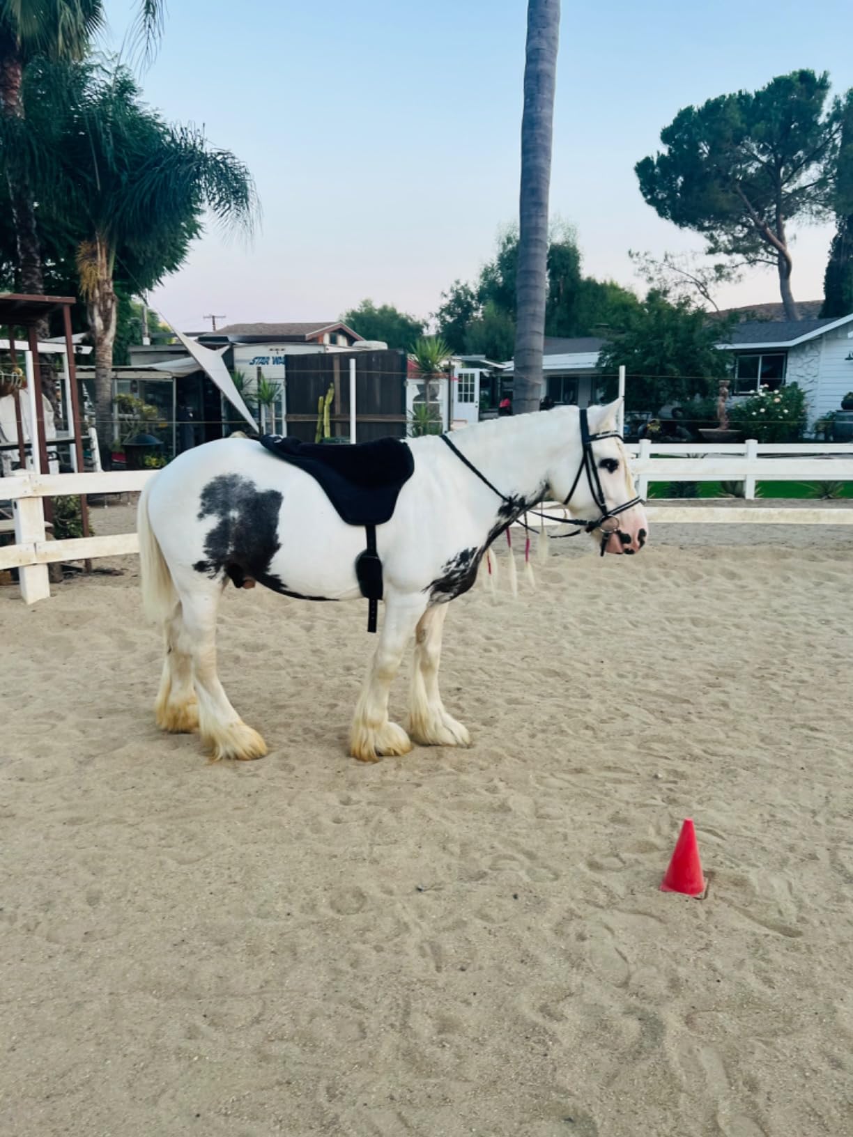 Intrepid International Comfort Plus Western Bareback Saddle, Anti-Slip Horse Saddle Pad, Bareback Pad w/Girth, Trail & Leisurely Riding, Horse Saddle Pads customer photo 1