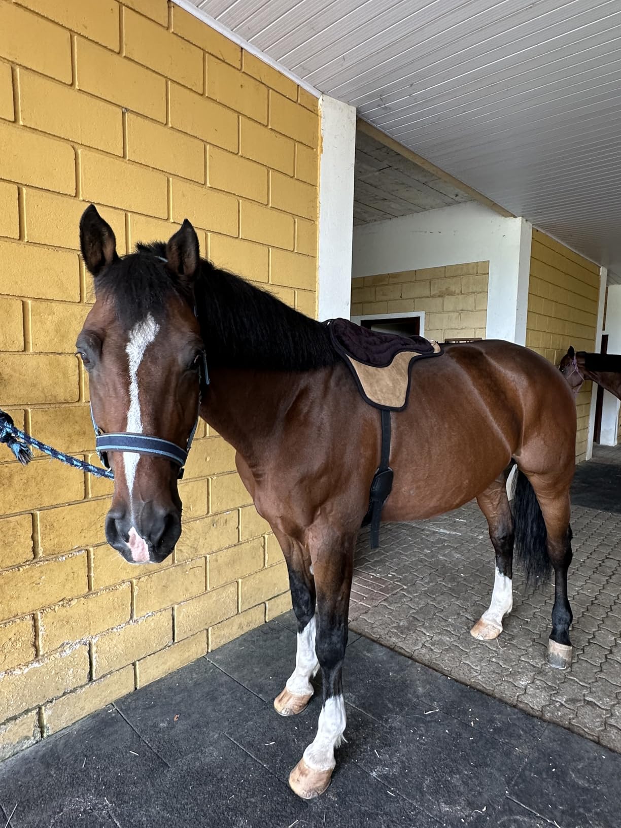 Intrepid International Comfort Plus Western Bareback Saddle, Anti-Slip Horse Saddle Pad, Bareback Pad w/Girth, Trail & Leisurely Riding, Horse Saddle Pads customer photo 2