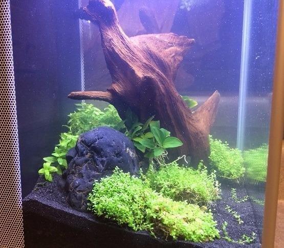 Fluval SPEC III Aquarium Kit, Aquarium with LED Lighting and 3-Stage Filtration System, 2.6 Gallon, White customer photo 1