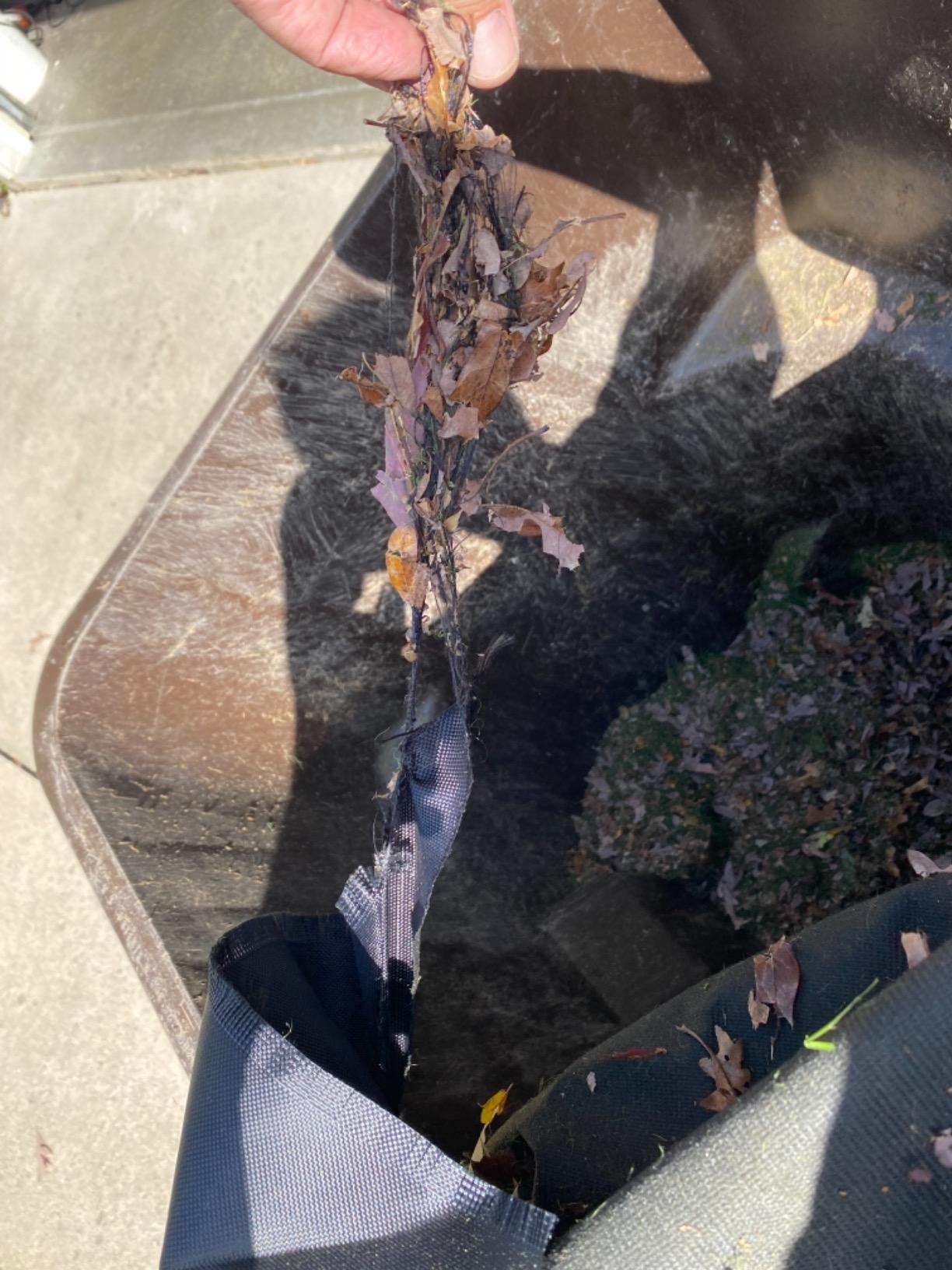 BLACK+DECKER 3-in-1 Electric Leaf Blower, Leaf Vacuum/Mulcher, Up to 250 MPH, Premium Disposable System, Corded, 12-Amp Handheld Lightweight Corded Electric Combo (BV6600) customer photo 2