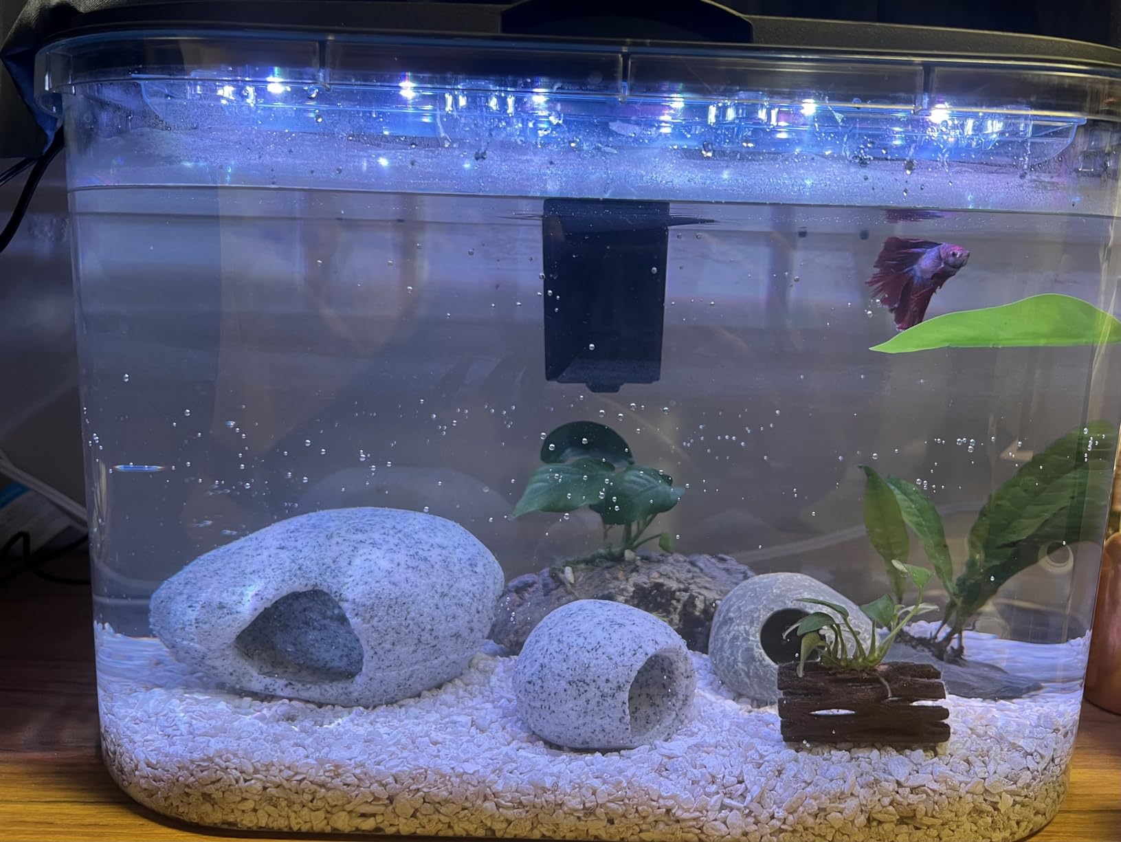 Koller Products 5-Gallon Aquarium Kit with LED Lighting and Power Filter customer photo 1