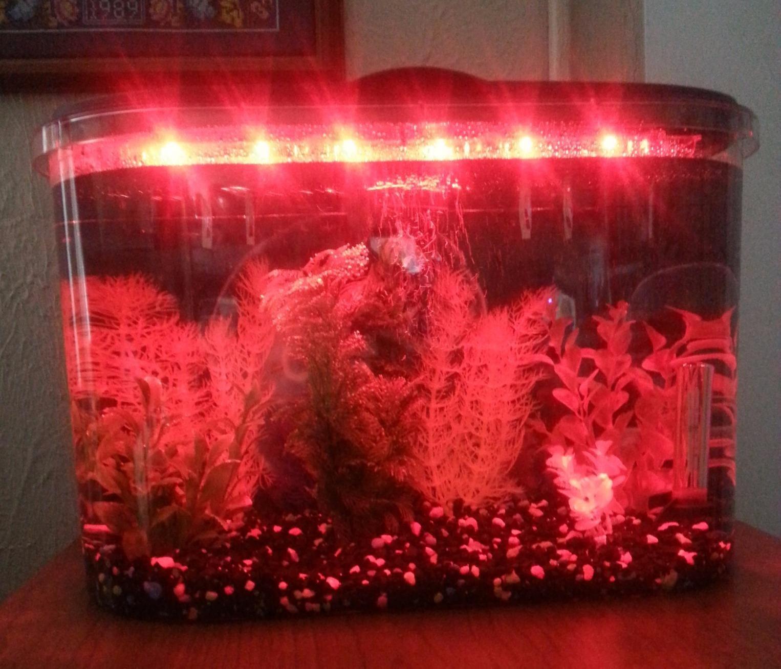 Koller Products 5-Gallon Aquarium Kit with LED Lighting and Power Filter customer photo 2