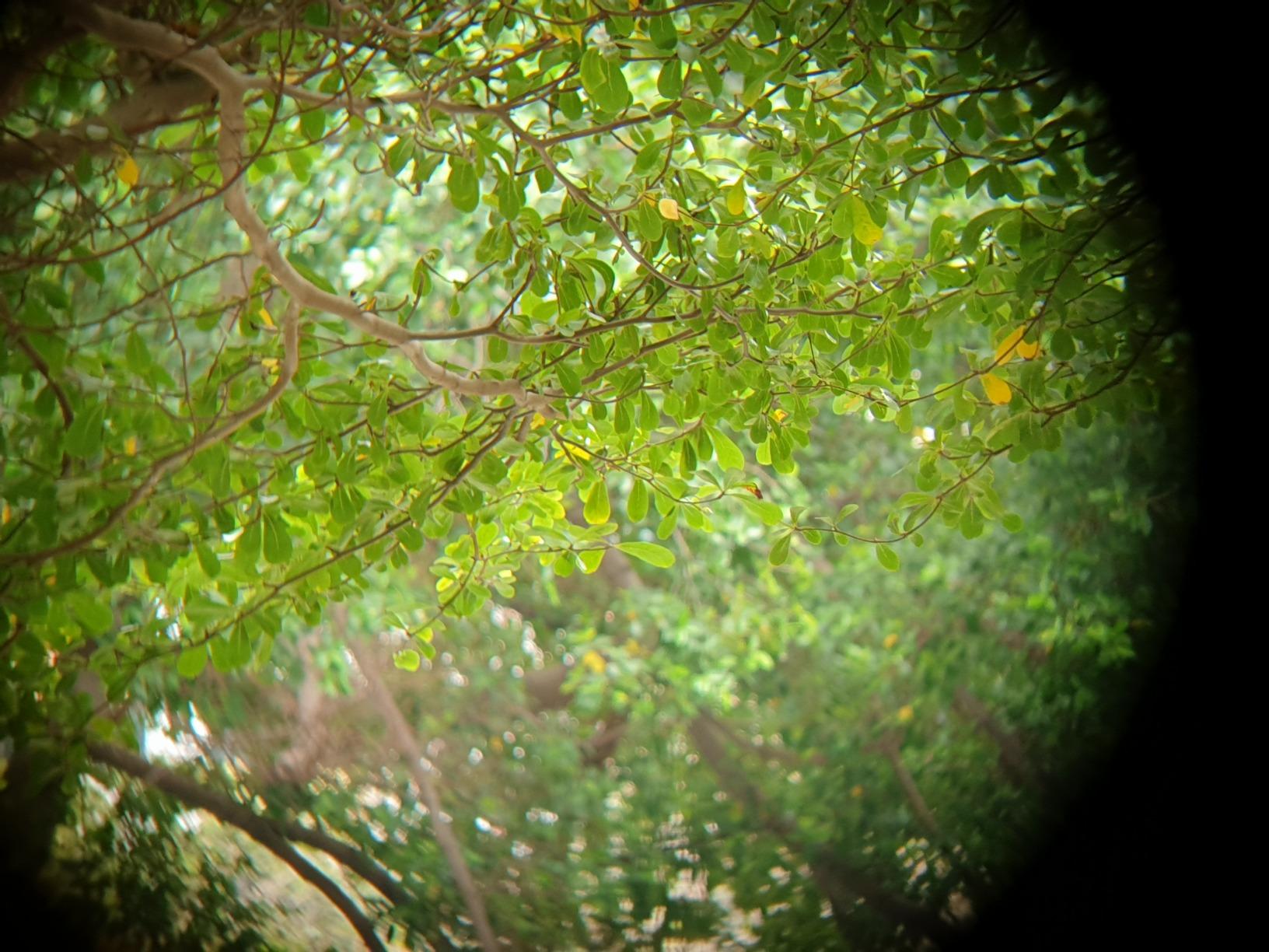 Celestron Nature DX ED 8x42 Premium Waterproof Birding Binoculars | ED Glass for True-to-Life Color, Fully Multi-Coated Optics & Phase Coated BaK-4 Prism, Sharp Edge-to-Edge Views, Waterproof customer photo 1