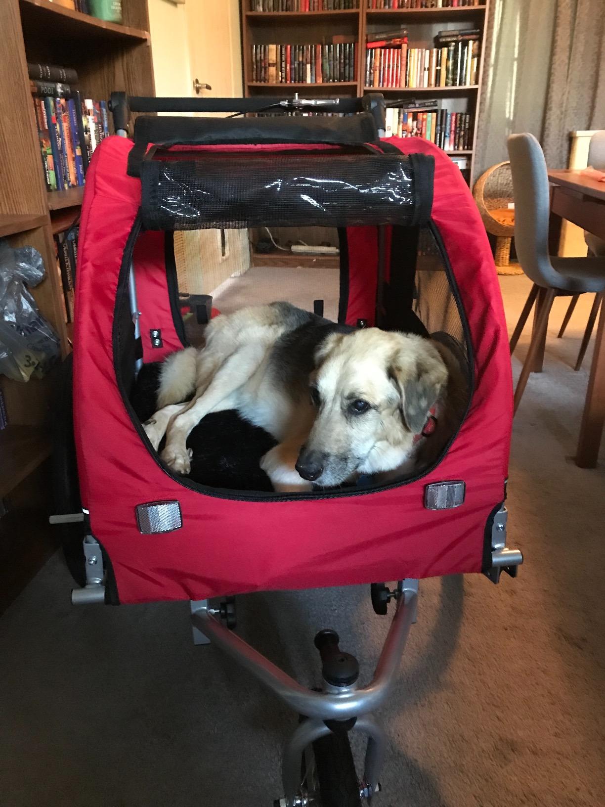 Best Choice Products 2-in-1 Dog Bike Trailer, Pet Stroller Bicycle Carrier w/Hitch, Suspension, Visibility Flag and Reflectors, 66lb Weight Capacity customer photo 1