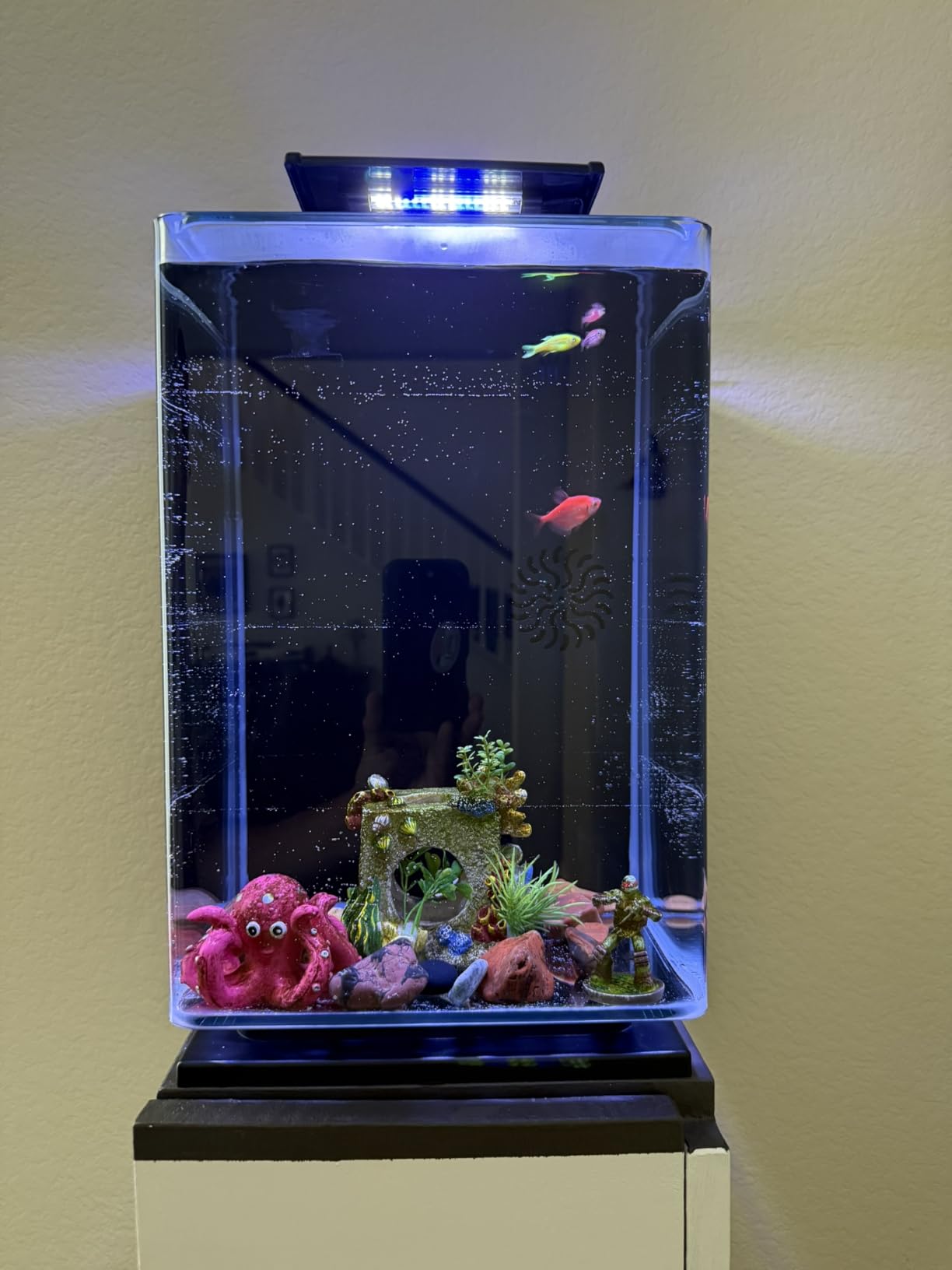 Marineland Portrait Glass LED Aquarium Kit, 5 Gallons, Hidden Filtration, Black customer photo 1
