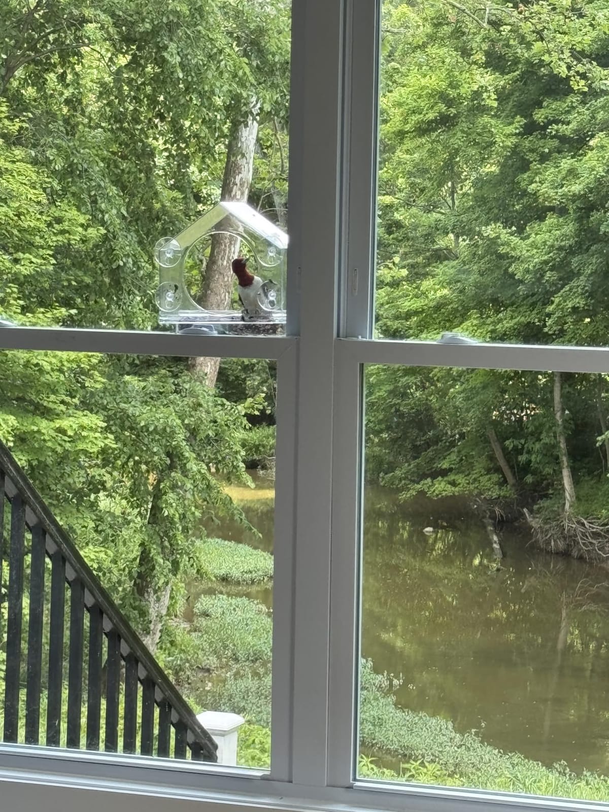 Window Bird Feeder with Strong Suction Cups, Clear window bird feeder, works as a balcony bird feeder too, no mess sliding seed tray, weatherproof acrylic, easy to clean customer photo 2