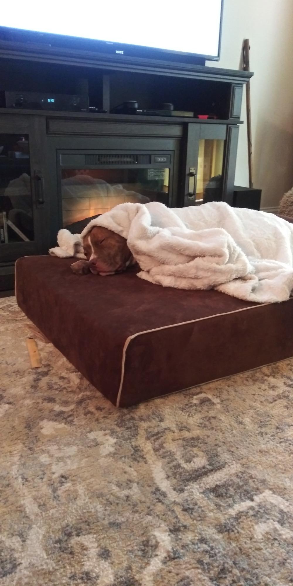 Bully Beds Orthopedic Dog Bed - Medical Grade Memory Foam Premium Quality Bed for Giant & Senior Dogs - Waterproof Liner Large Dog Bed for Arthritic Joints - Color: Chocolate - Large (48L x 30W x 7H) customer photo 1
