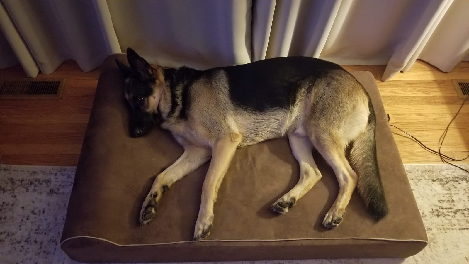 Bully Beds Orthopedic Dog Bed - Medical Grade Memory Foam Premium Quality Bed for Giant & Senior Dogs - Waterproof Liner Large Dog Bed for Arthritic Joints - Color: Chocolate - Large (48L x 30W x 7H) customer photo 2