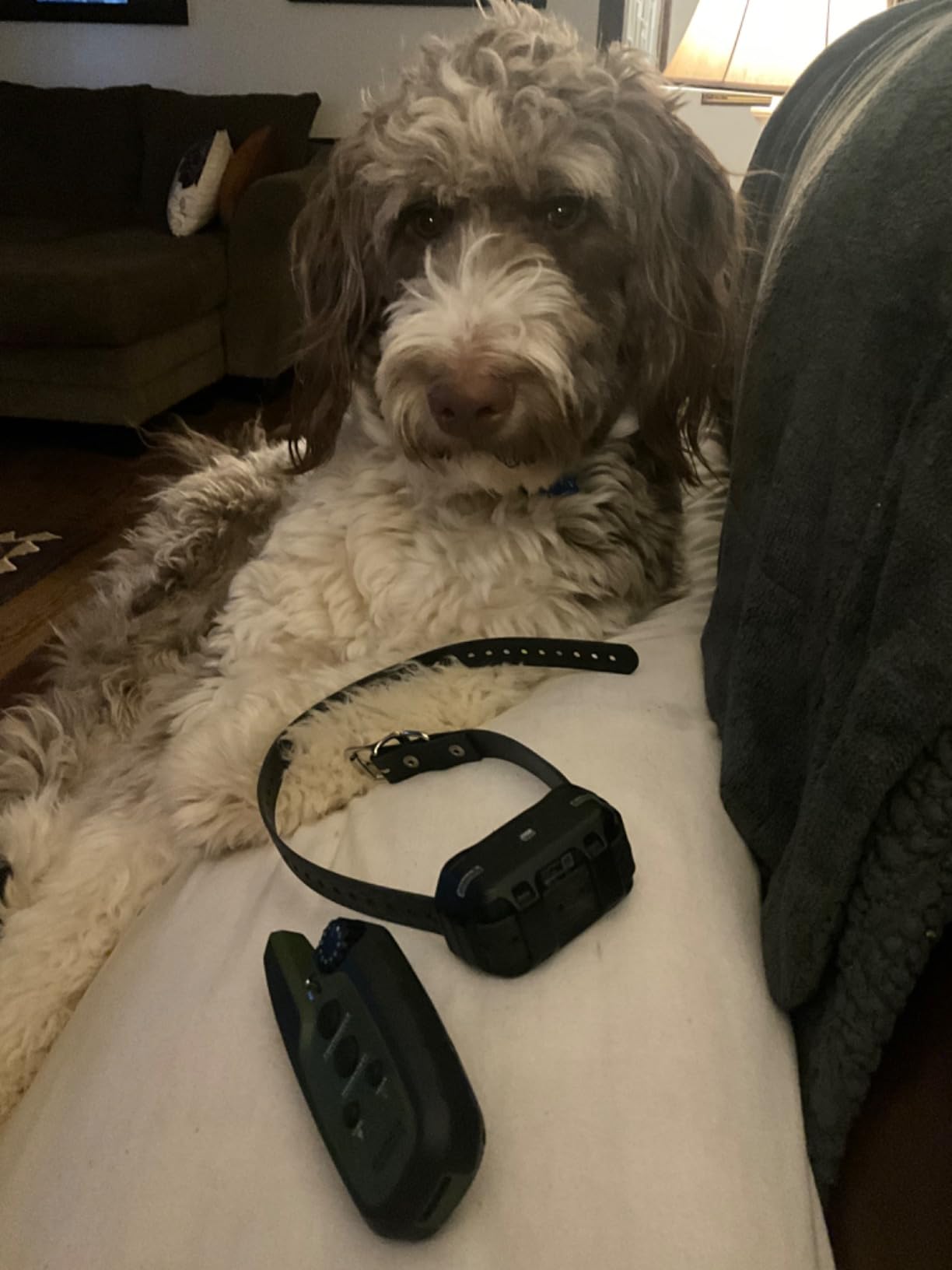 Garmin Sport PRO Bundle, Dog Training Collar and Handheld, 1-Handed Training of Up to 3 Dogs, Tone and Vibration customer photo 2