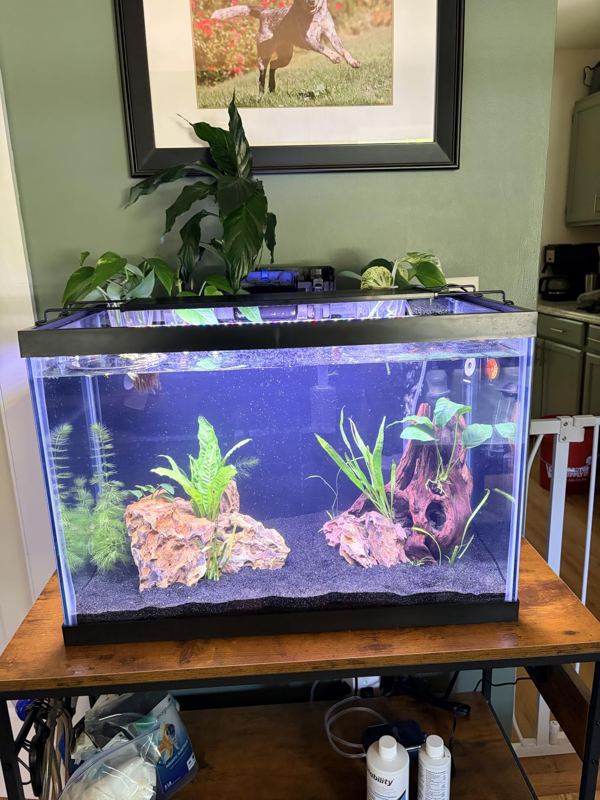 Tetra Complete 20 Gallon Fish Tank Kit for Freshwater & Saltwater Fish | Aquarium Kit Includes White LED, 20 Gallon Glass Tank With Hinged Hood, Filter & Cartridge, Heater, Plants, Samples, Net customer photo 1