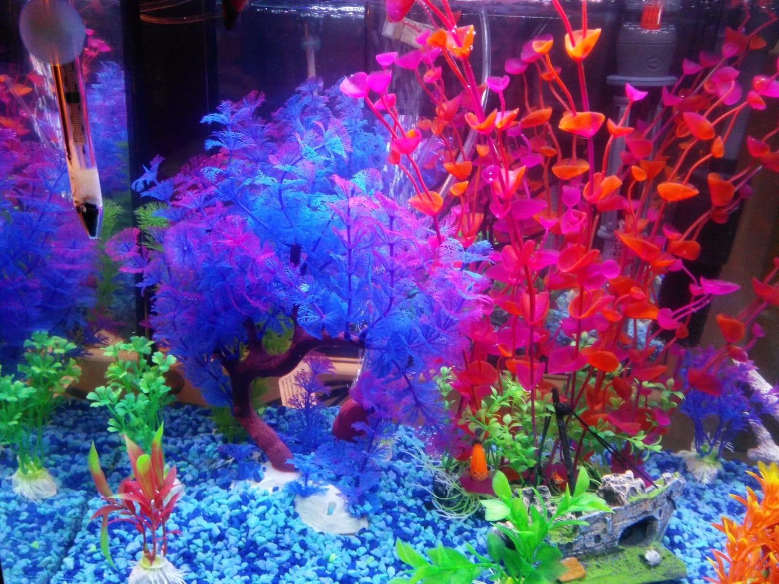 Marina 5 Gallon LED Aquarium Kit | Ideal for Beginner Aquarists and New Fish-Keepers customer photo 1