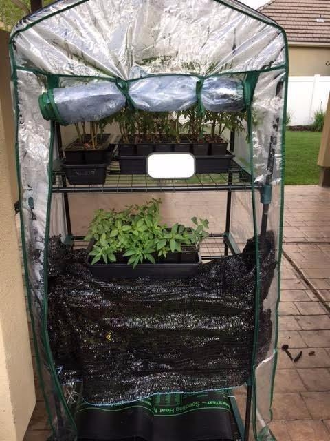 4 Tier Mini Greenhouse - Portable Greenhouse with Locking Wheels and PVC Cover for Indoor or Outdoor Green House by Pure Garden customer photo 1