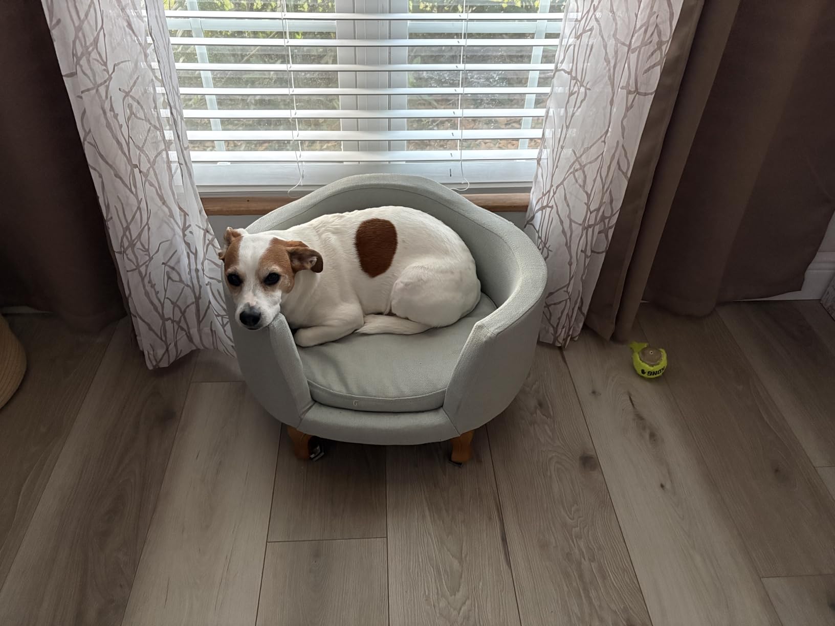 HomePop Curved Upholstered Pet Bed - Light Green Stain Resistant Fabric customer photo 2