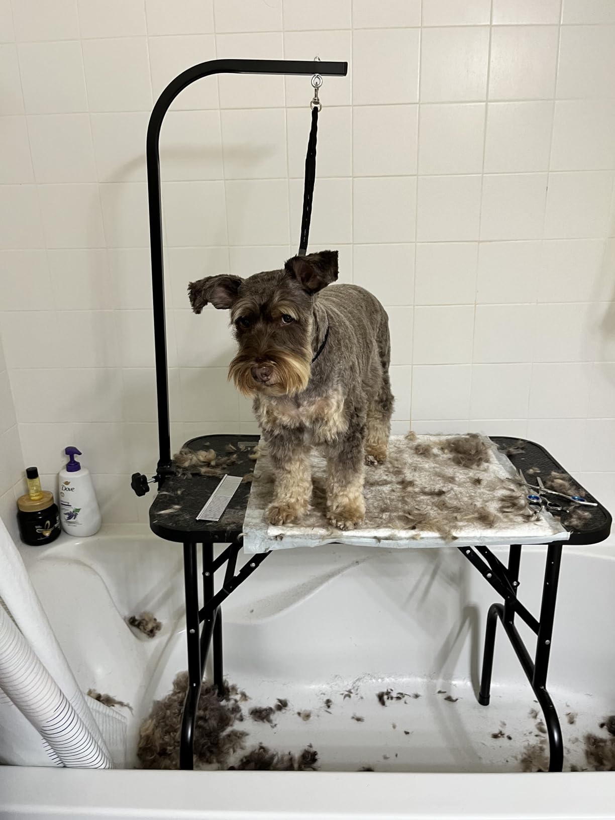 Yaheetech 32 Inch Sturdy Dog Grooming Table for Home, Black | Foldable Dog Grooming Table for Small Medium Dogs, 220lb Capacity, Adjustable Grooming Arm, Non-Slip Surface, No-tool Setup customer photo 1