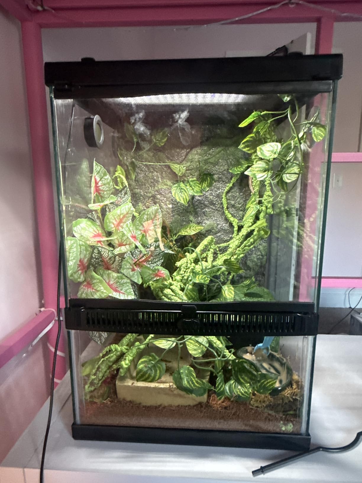 Zilla 11 Gallon Glass Tropical Vertical Terrarium Kit | Easy access for care, gecko tank for small arboreal pets, front-opening door, hinged screen top, tall terrarium customer photo 2