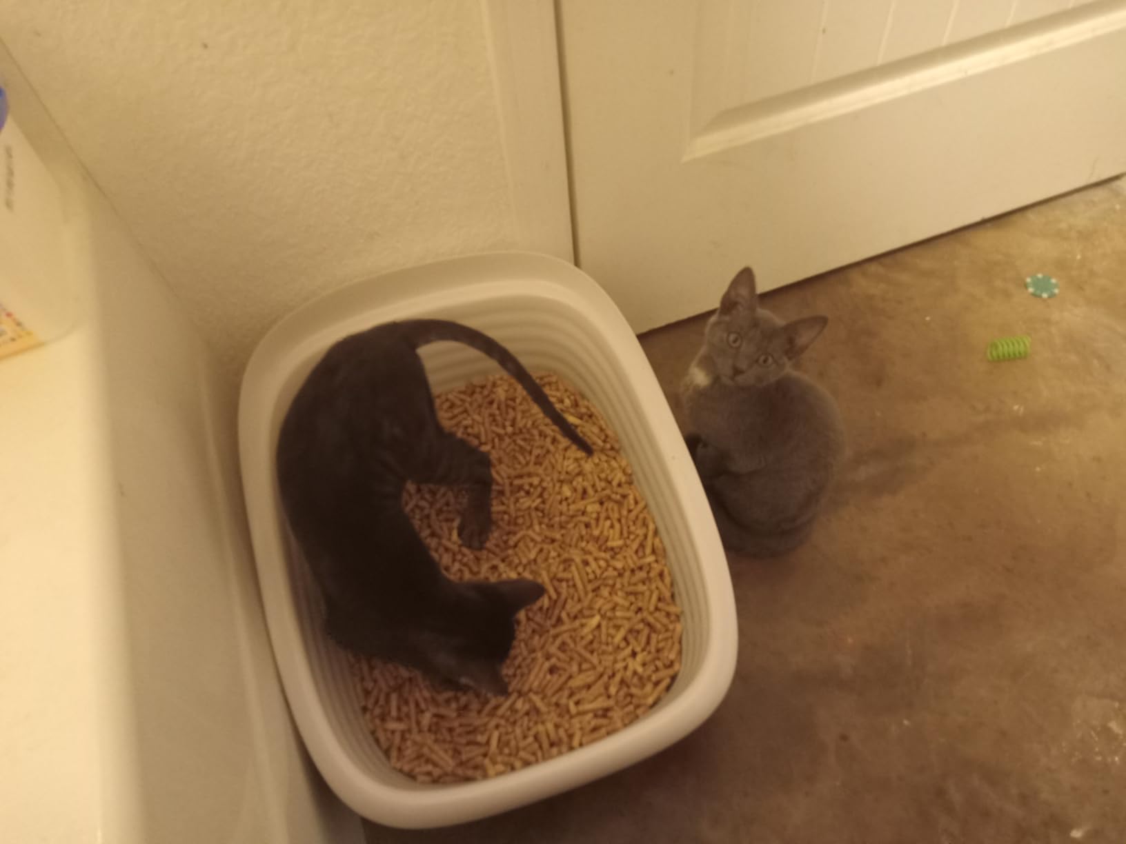 Arm & Hammer Large Sifting Litter Box Scoop Free Cat Litter Tray with Microban, Made in USA customer photo 2