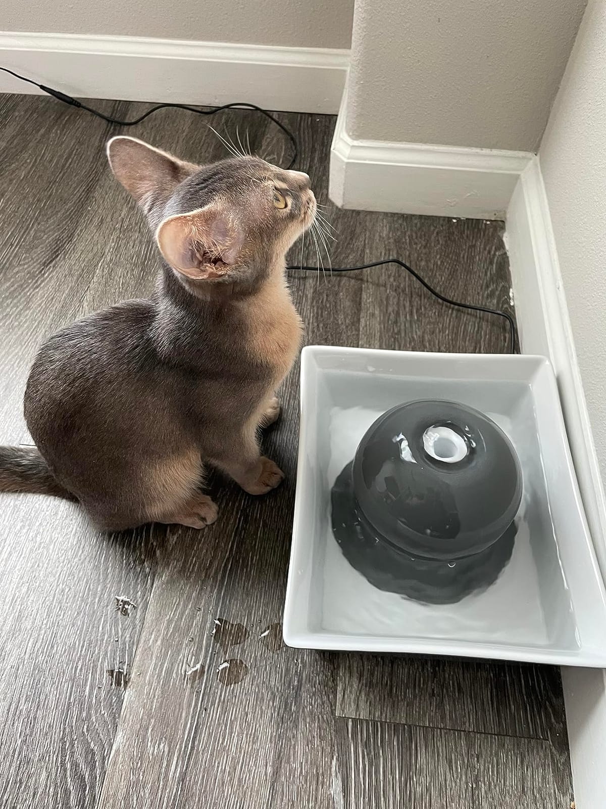 PetSafe Drinkwell Ceramic Pet Water Fountain, Cats & Dogs, Quiet, 70 oz | Encourages Pets to Drink More, Replaceable Carbon Filter, Whisper-Quiet Submersible Pump, Dishwasher Safe customer photo 1