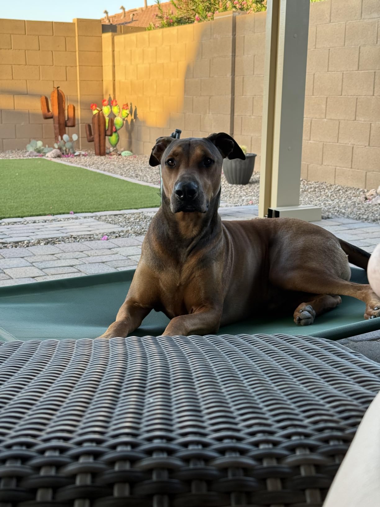 Amazon Basics Cooling Breathable Elevated Dog Bed with Metal Frame for Large Dogs, 51