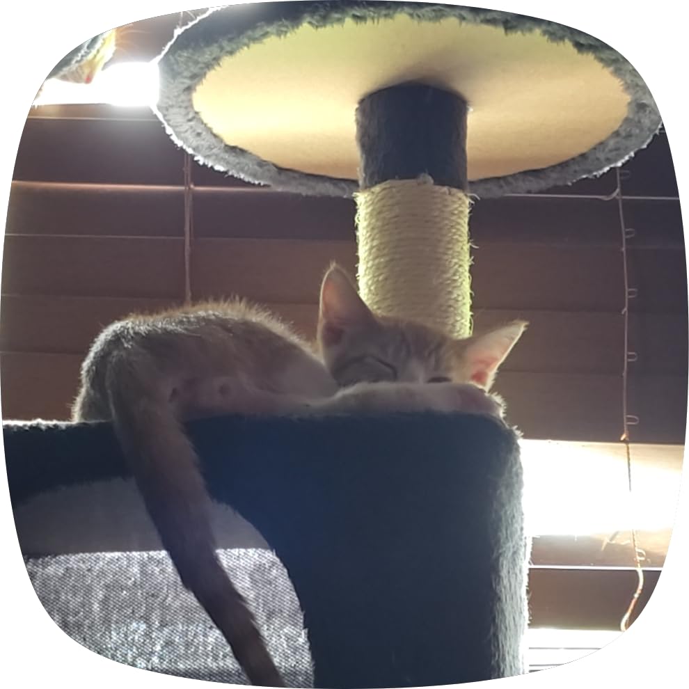 Yaheetech 54in Cat Tree Tower, 2 Caves, Kitten-Ear Perch & Scratching Posts, Dark Gray customer photo 2