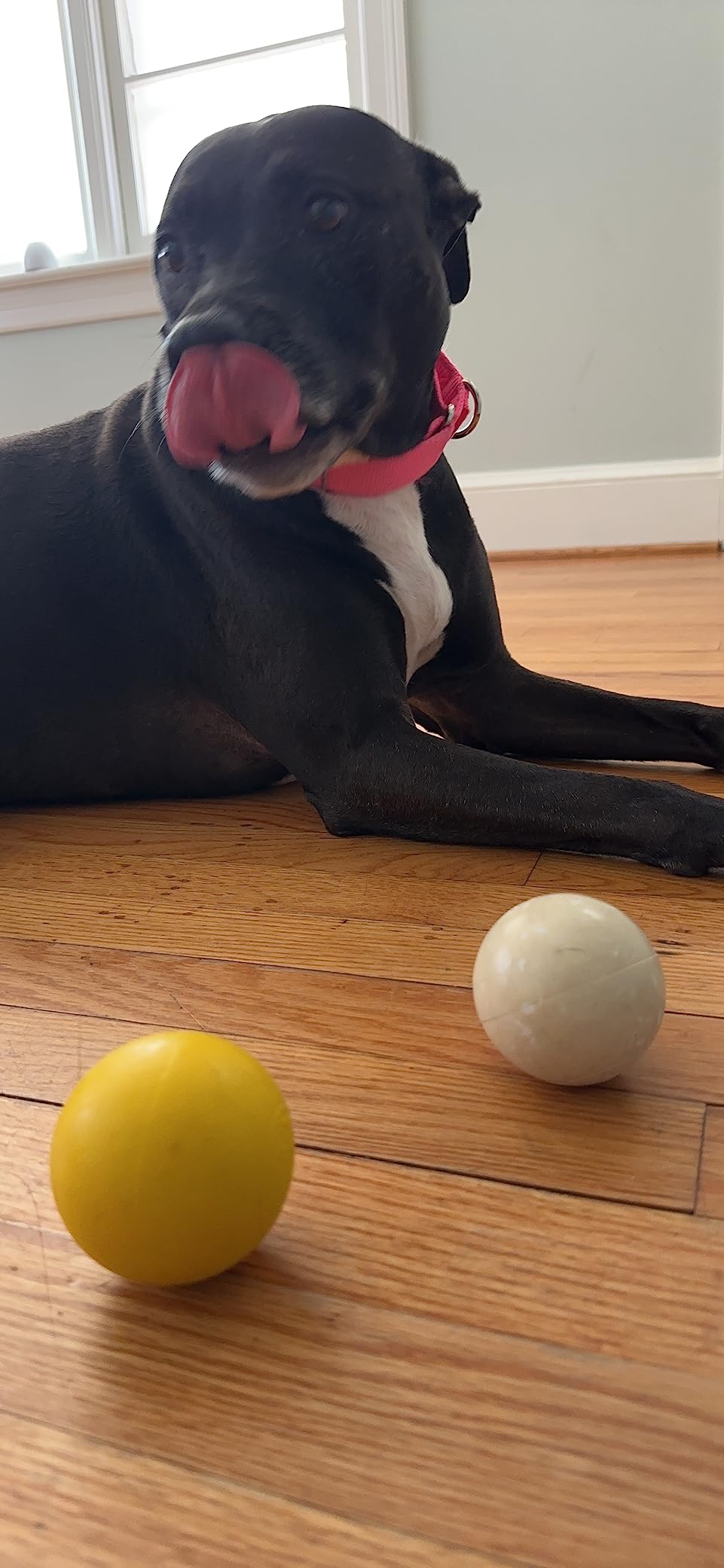 Champion Sports Lacrosse Balls & Rhino Skin Foam Balls - Official Size Balls for Games, Practice & Training, NCAA, NFHS & SEI Certified, Multiple Colors, Packs & Styles Available customer photo 2