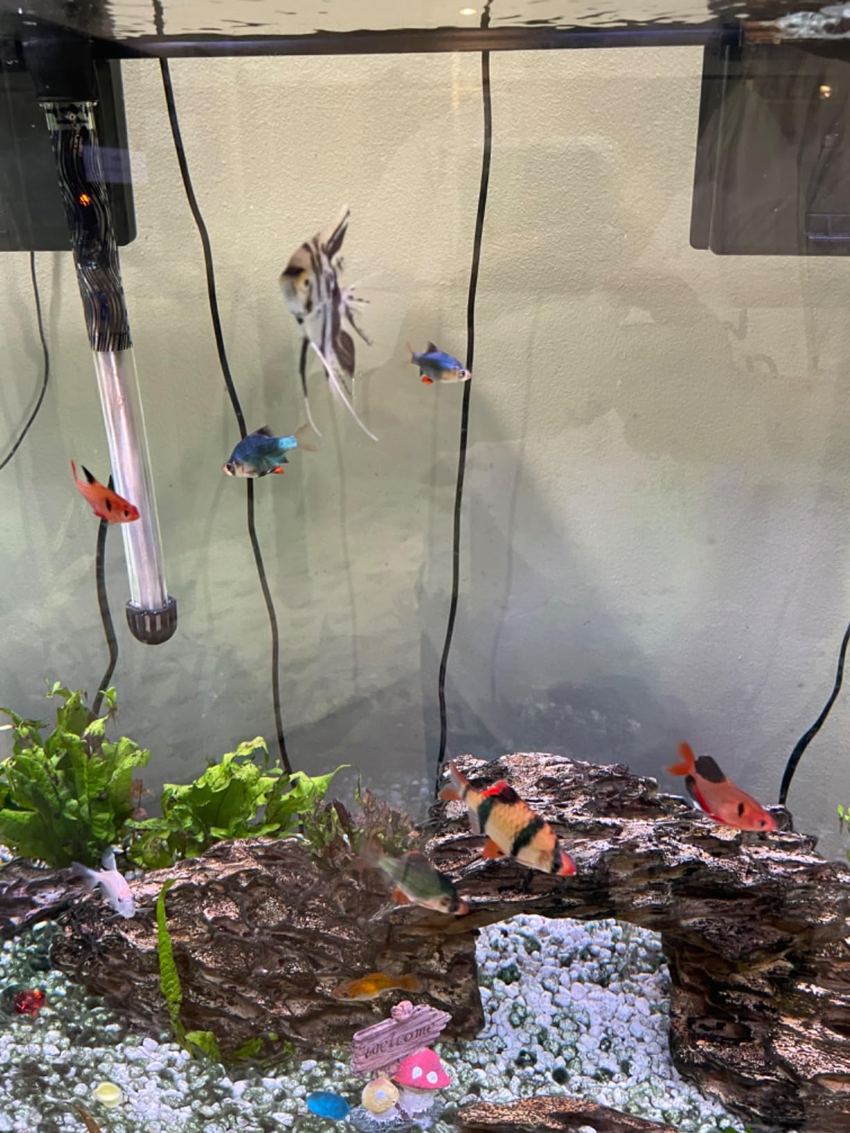 Tetra Complete with Plants 55 Gallon Fish Tank Kit, Freshwater & Saltwater | Aquarium Kit Includes LED Lights, 55 Gallon Glass Tank With 2 Hinged Hoods, Filter & Cartridges, Heater, Plants, Samples, Net customer photo 1