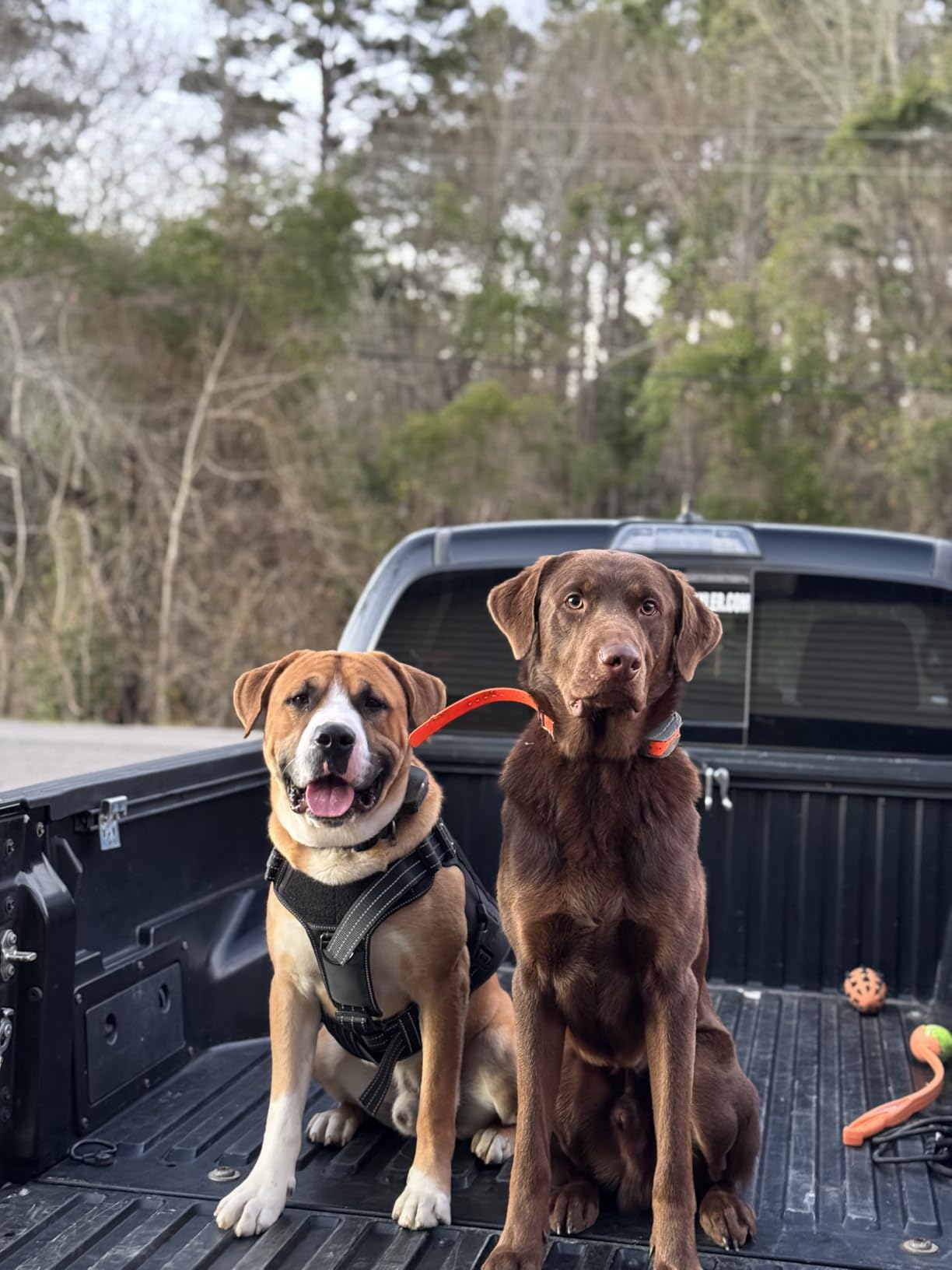 SportDOG SportHunter 825X Remote Dog Trainer, 1/2 Mile Range | Built For In-The-Field Training with Longer Ranging Dogs, 21 Levels of Static, Tone or Vibration, Waterproof to 25 ft customer photo 1