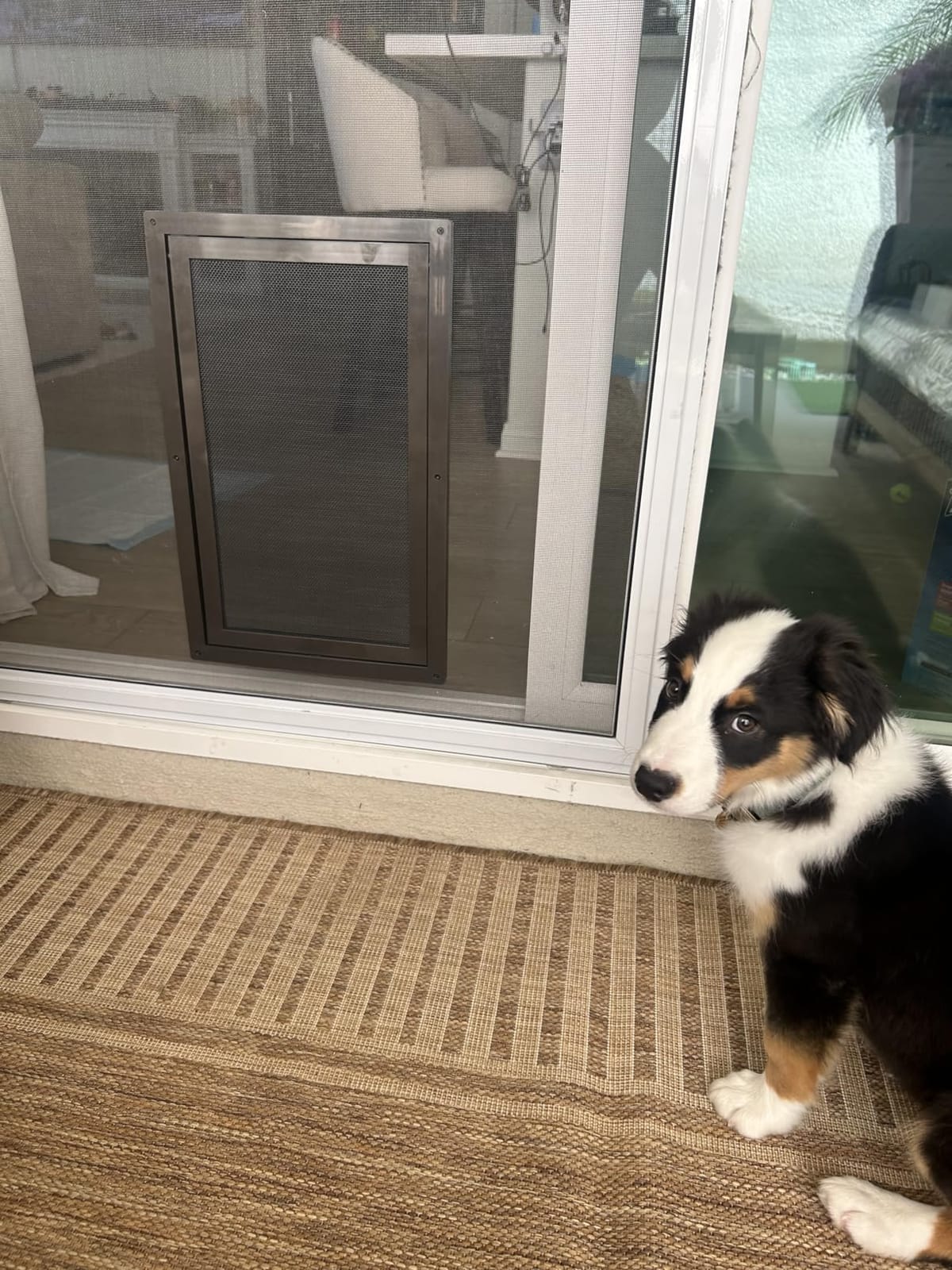PetSafe Screen Door for Dogs & Cats, Up to 100 lb, Large | For Screen Doors or Porch Screens, Puncture-Resistant Mesh, Sliding Wind-Lock, Quick DIY Snap-in Install customer photo 2