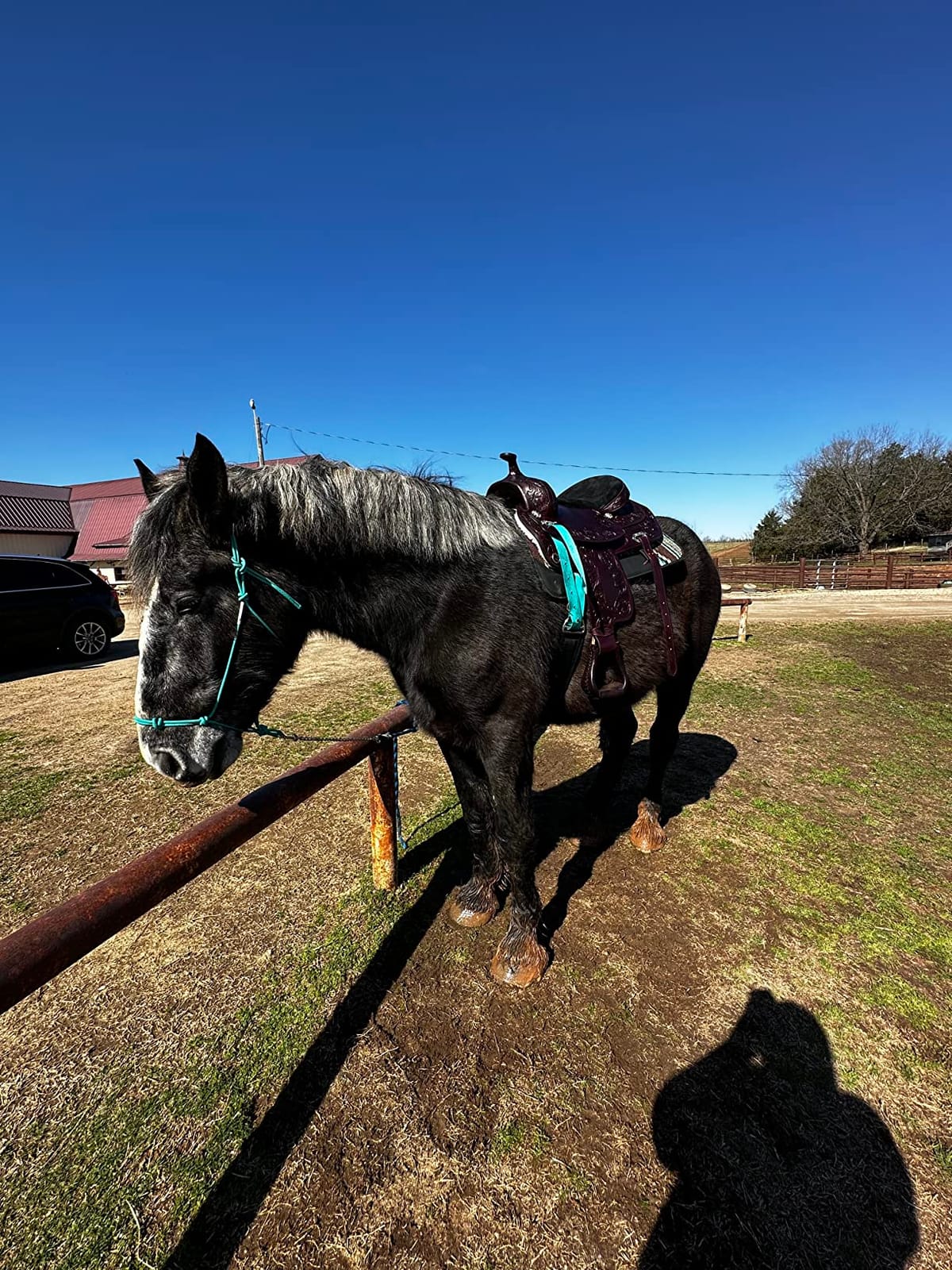 HILASON Western Draft Horse Trail Pleasure American Leather Saddle customer photo 1