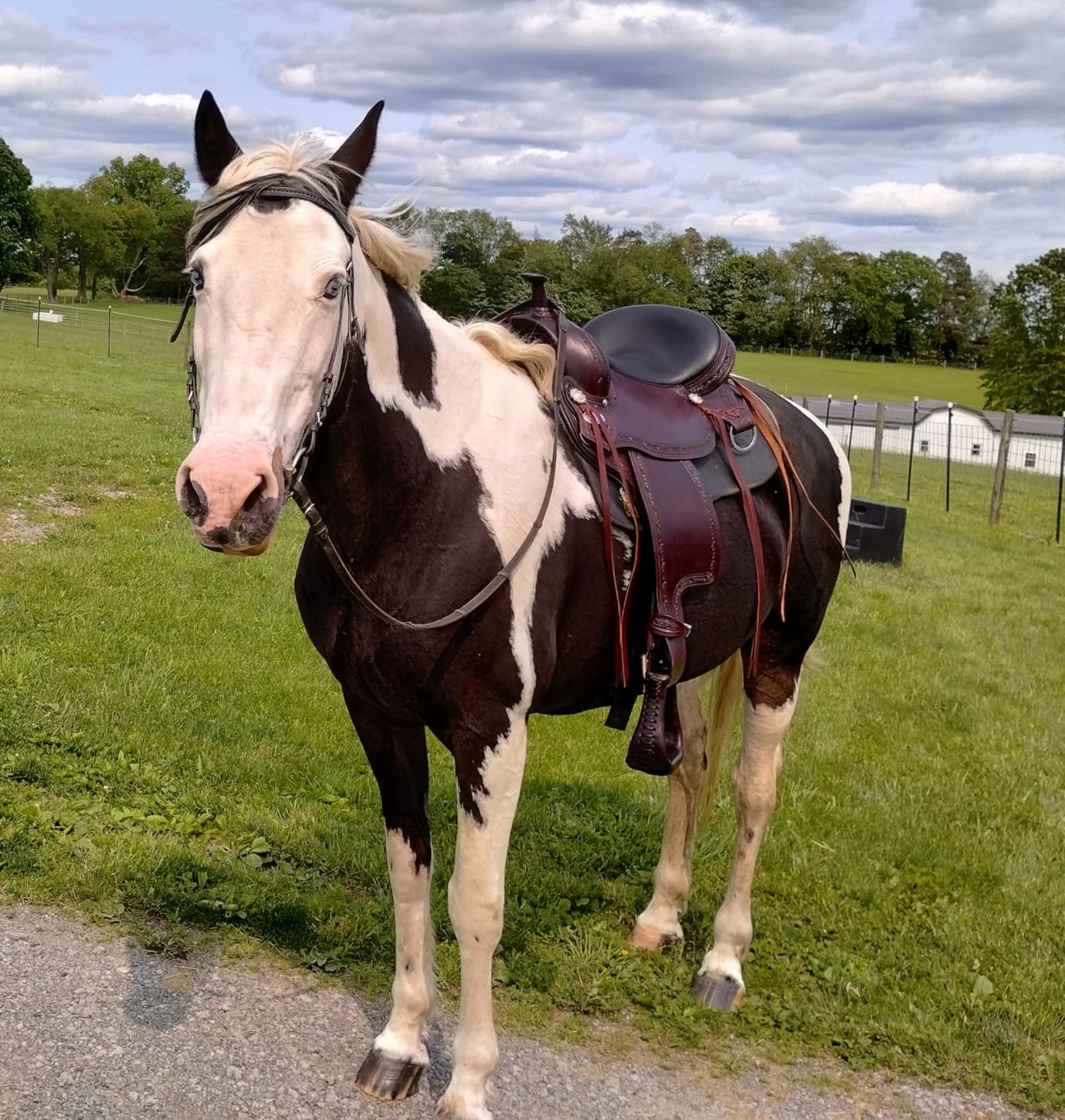 HILASON Hand-Tooled Flex Tree Western Saddle Trail Riding Leather Gaited Horse customer photo 1