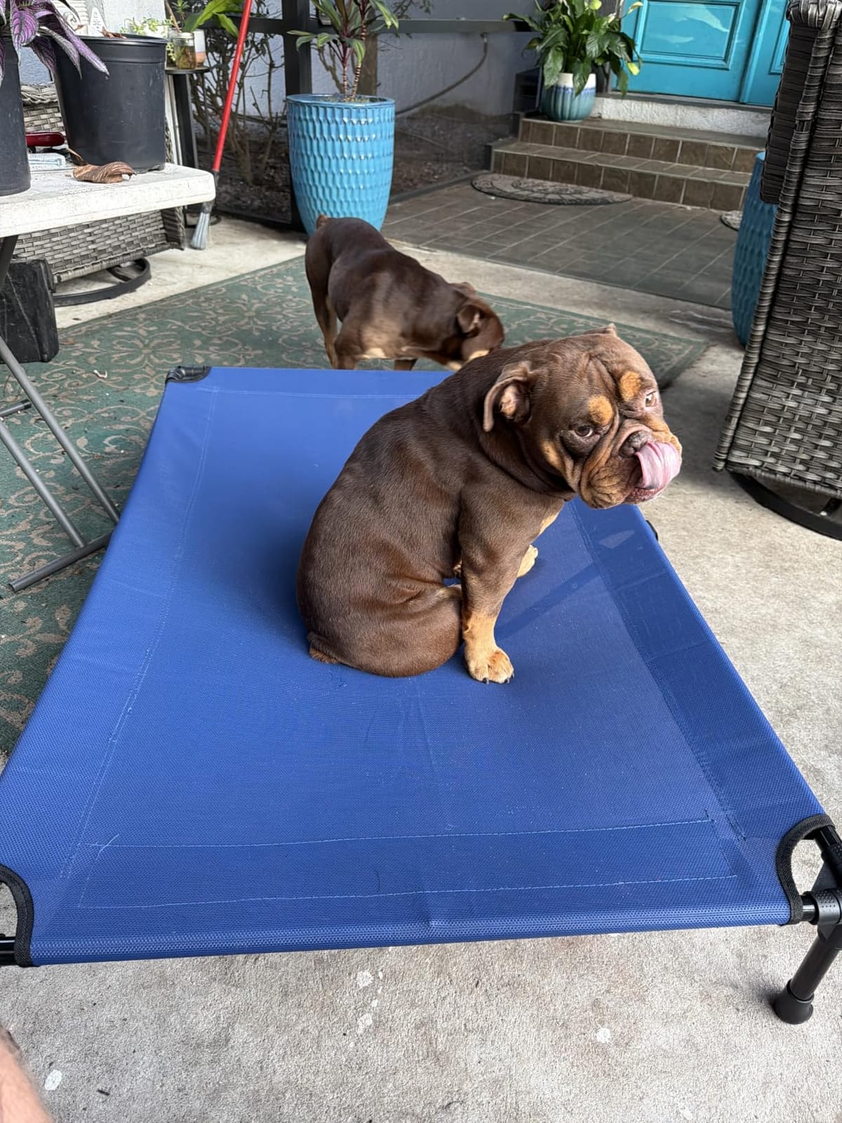 Veehoo Outdoor Elevated Dog Bed Large Sized Dogs, Cooling Raised Dog Cots - Off-ground training platform, portable camping hammock, breathable mesh, easy to clean, no-tool setup, 42