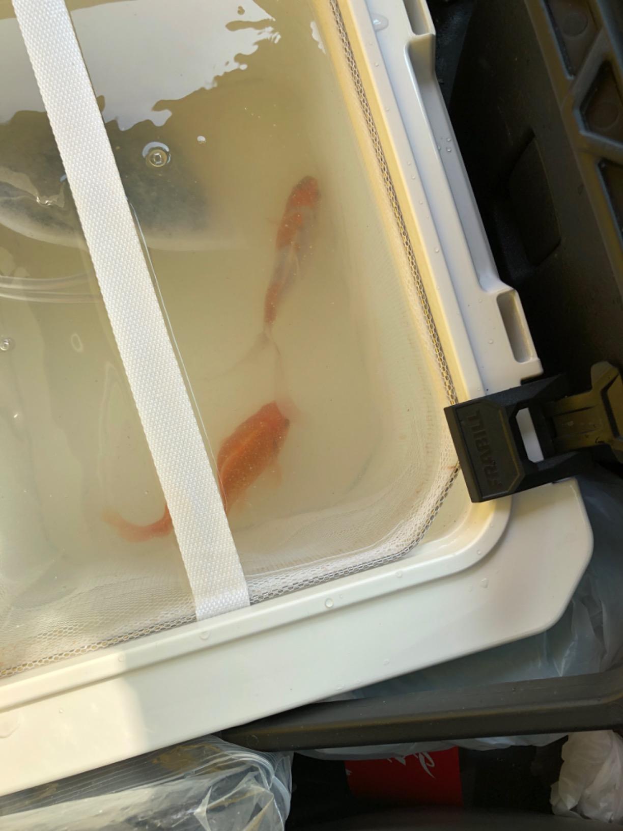 Frabill Magnum Bait Station 19 Quart Live Bait Well, White and Yellow customer photo 1