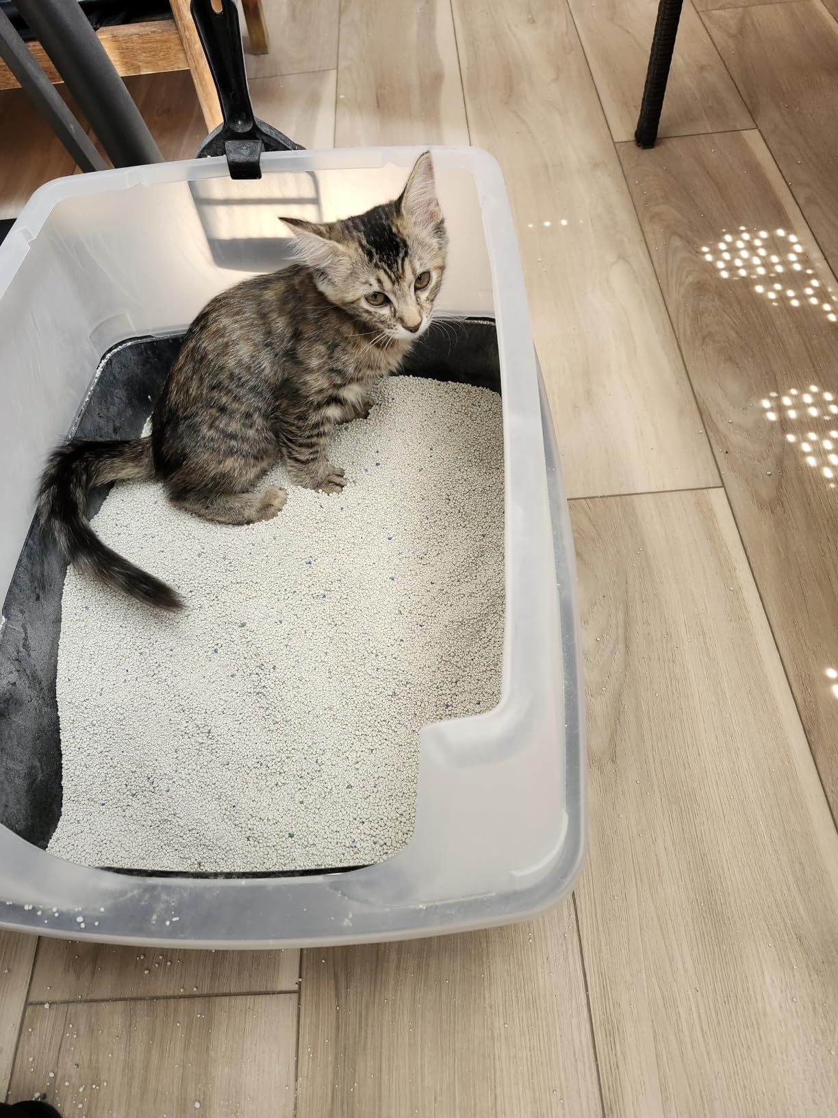 IRIS USA Large High Sided Cat Litter Box, Scatter Shield | High Kickers, Kick-Proof Sides, Extra Deep Pan, Raised Edge Protection, Keeps Floor Clean, Easy Daily Scoop customer photo 1